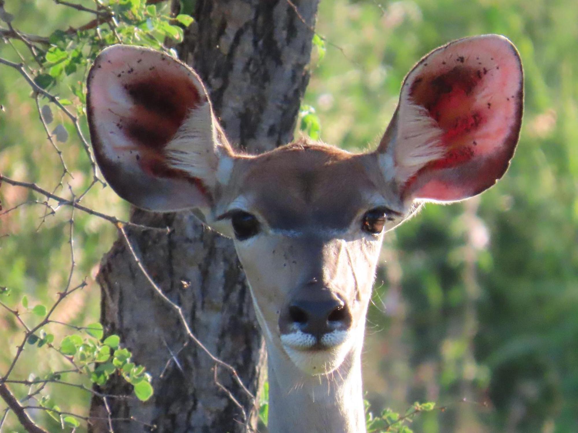 Naledi Reserva de Caça de Balule