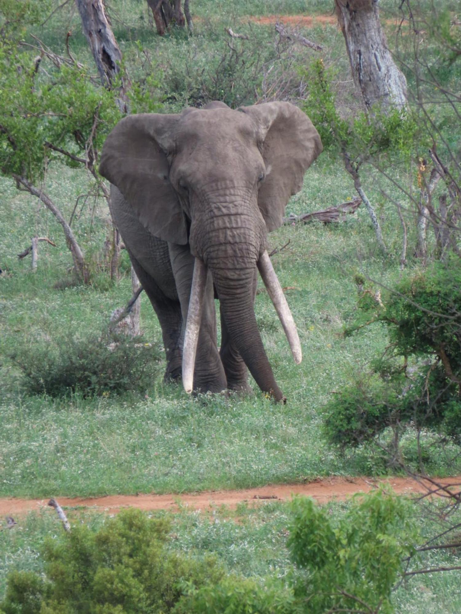 Naledi * Reserva de Caça de Balule