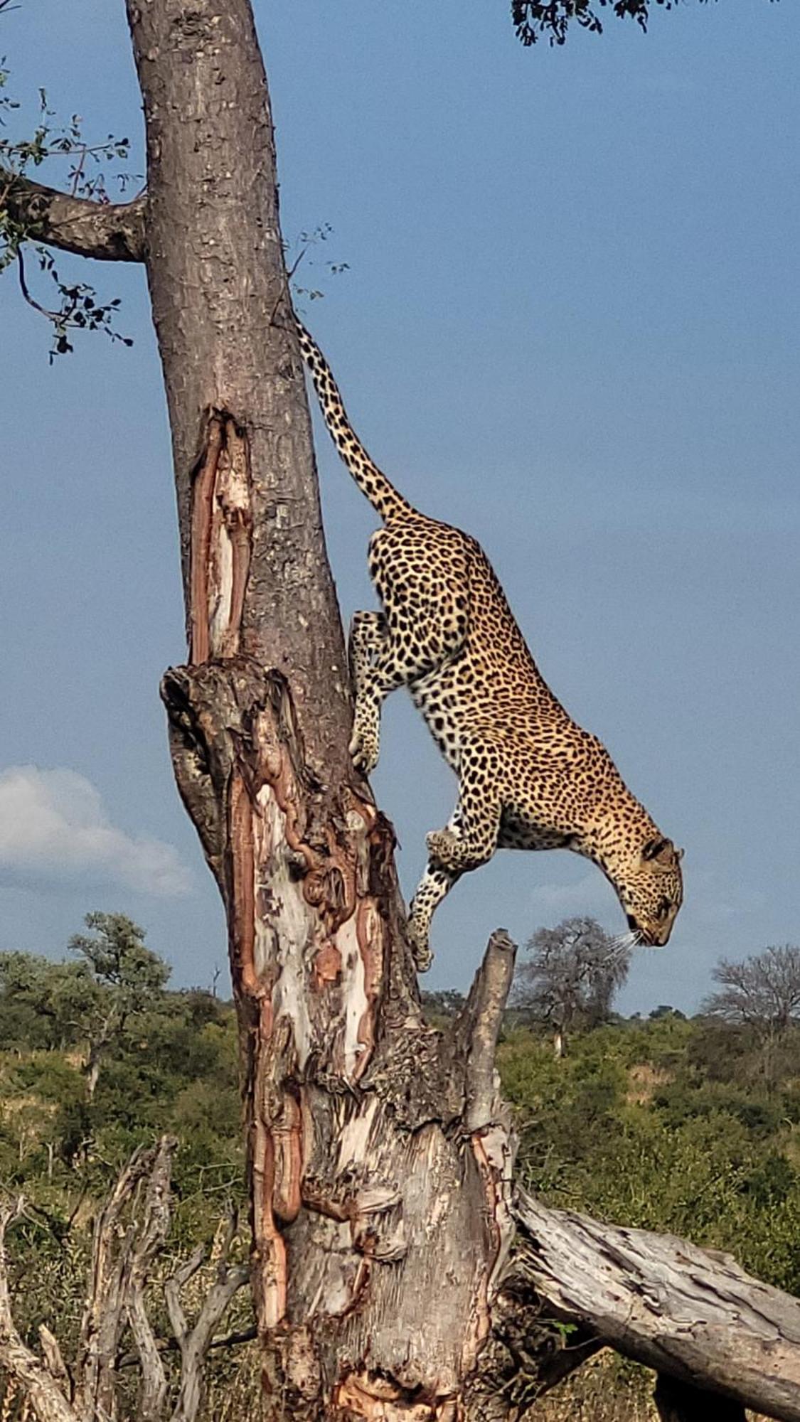 Alojamento de Turismo Selvagem Naledi