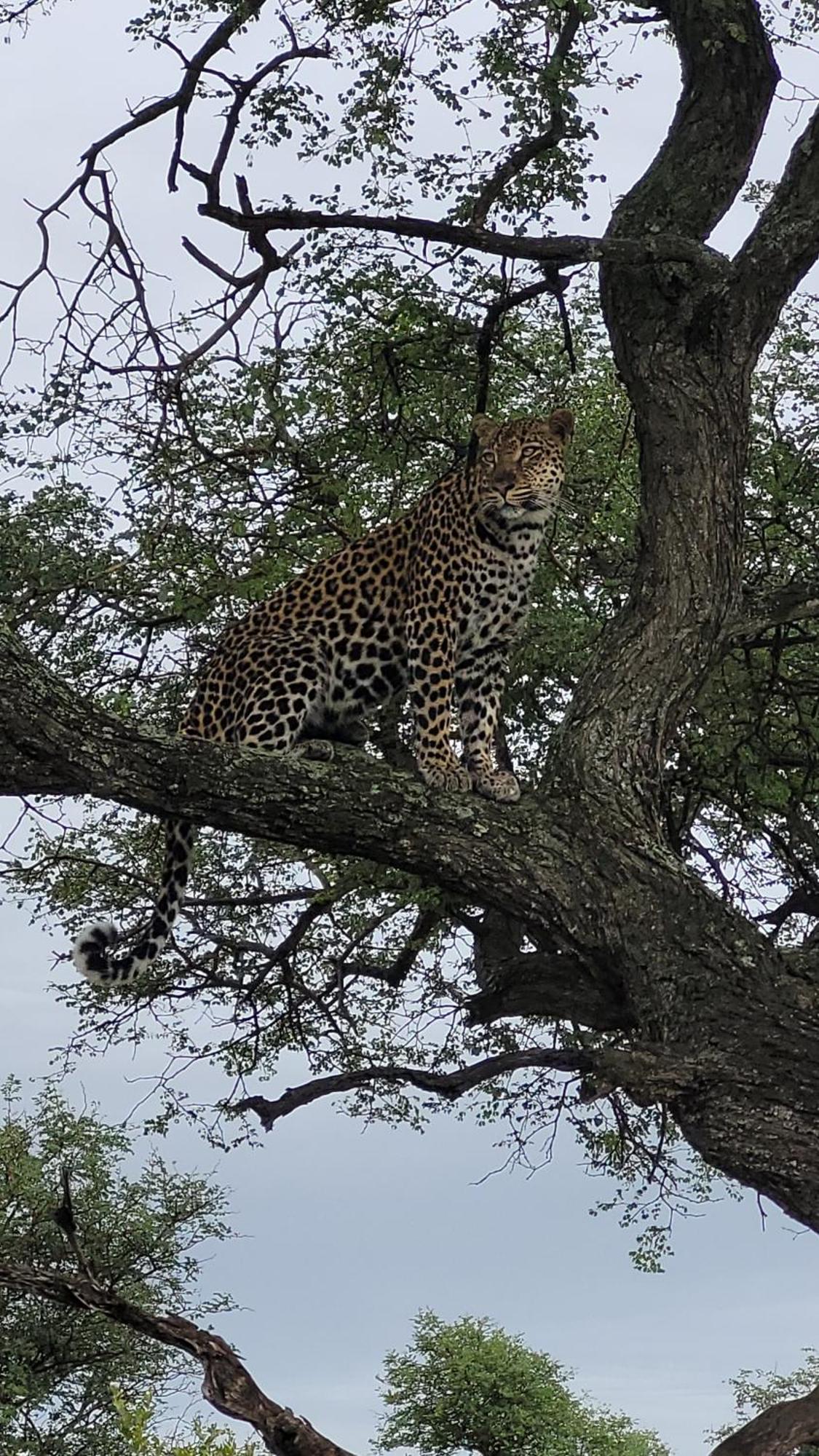 Naledi Bushlodge Lodge *
