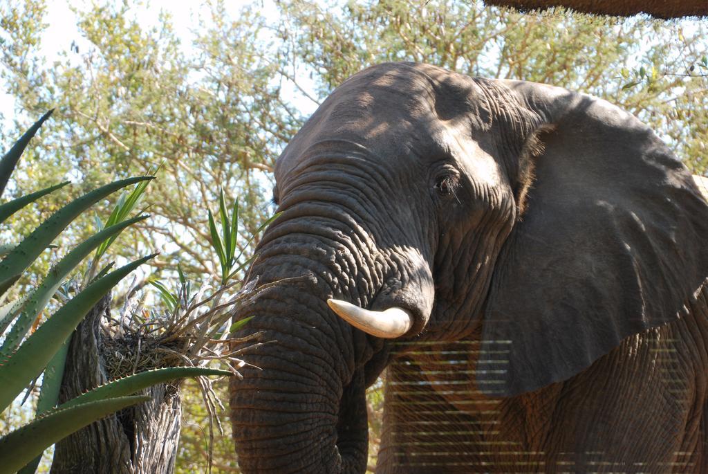 Lodge Naledi Bushlodge