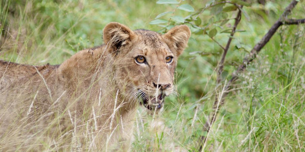 Lodge Naledi